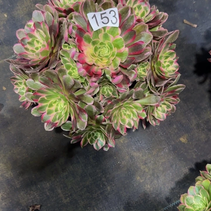 孔雀翎153000000000