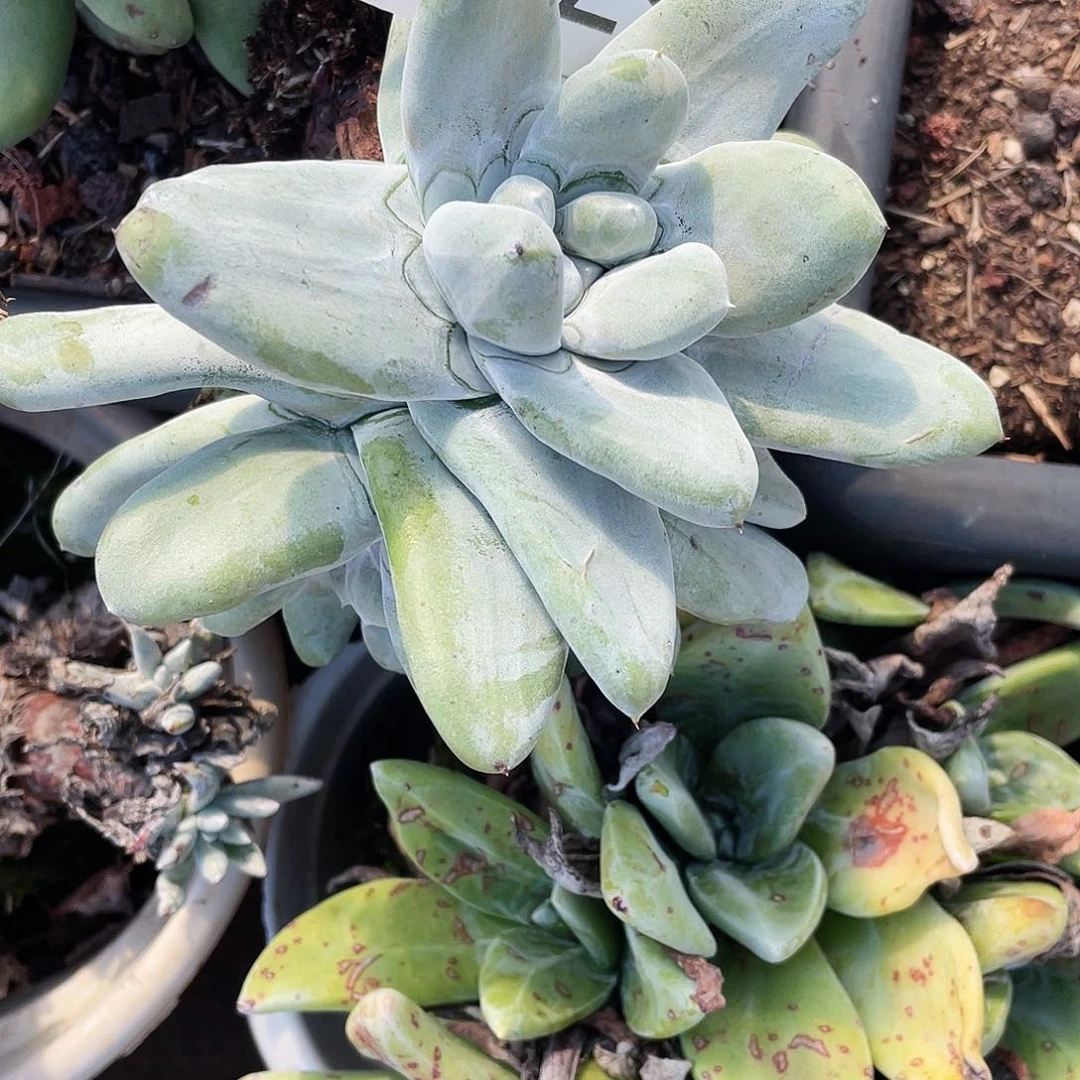 孜**娟花朵红拇指老桩5705