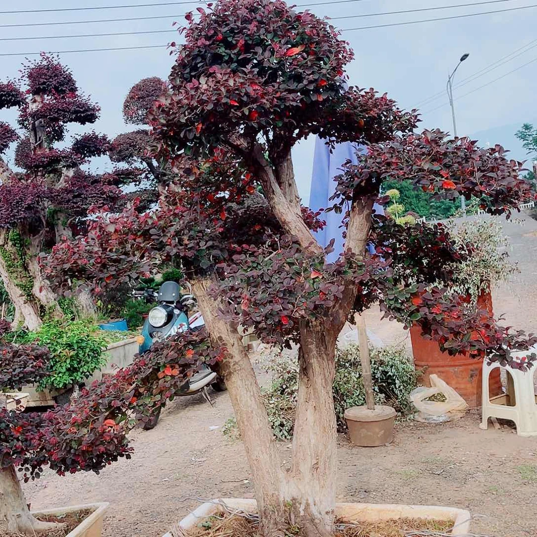红花继木造型树盆栽地栽培