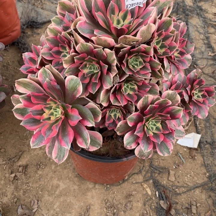 216女妖多肉洋洋躲