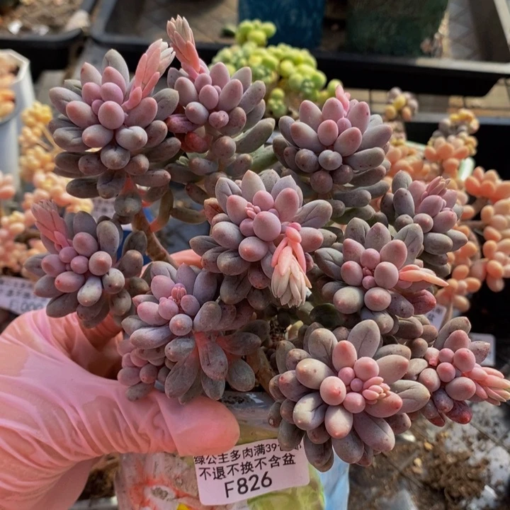 婴儿手指老桩826多肉植物