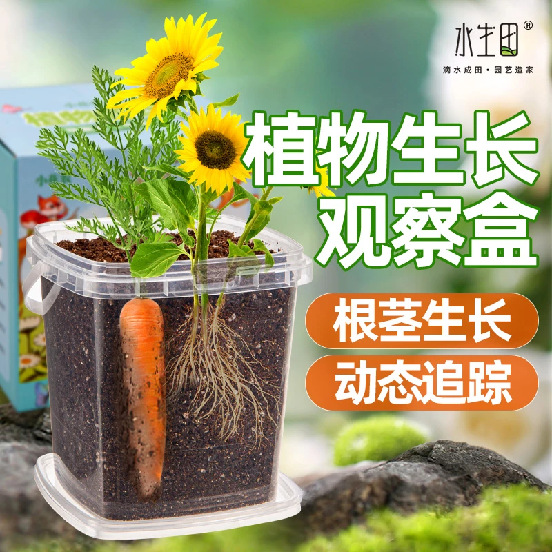 孩童植物观察盆栽学生种菜植物生长种植盒观察盒科学实验套装工具