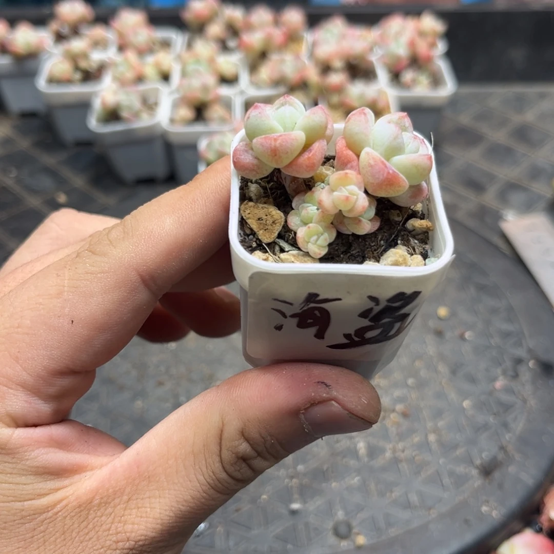 海盗专拍冰玉小老庄