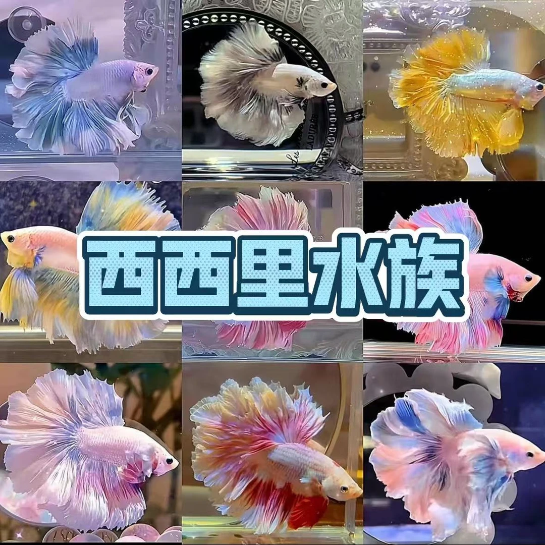 2单配鱼杯【001-100号】泰国斗鱼甄选易活好养小型热带鱼观赏鱼半月