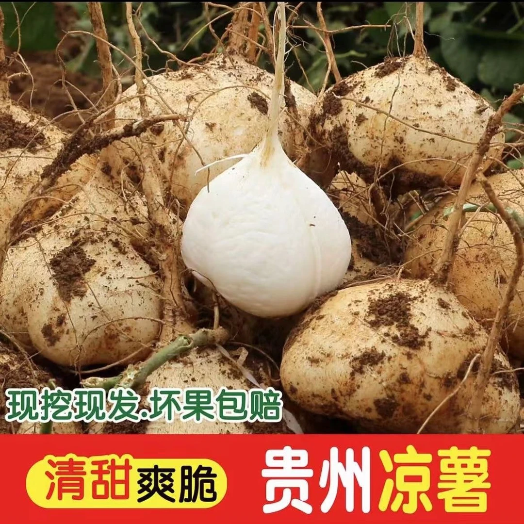 【正宗地萝卜】贵州凉薯地瓜新鲜现挖脆甜鲜嫩3/5/9斤多汁可生吃