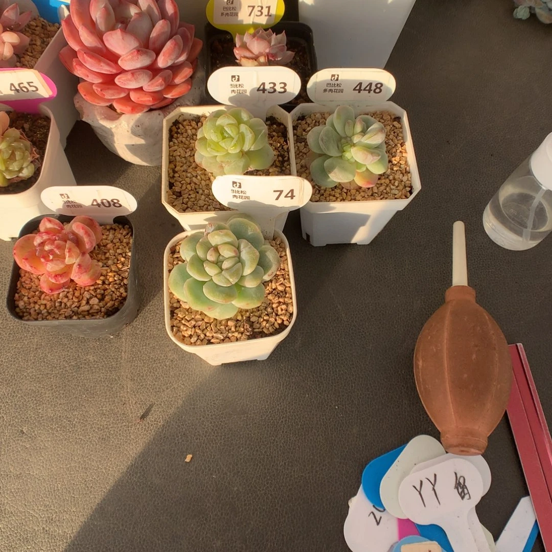 w***芳433-448-75冰玉石化多肉植物