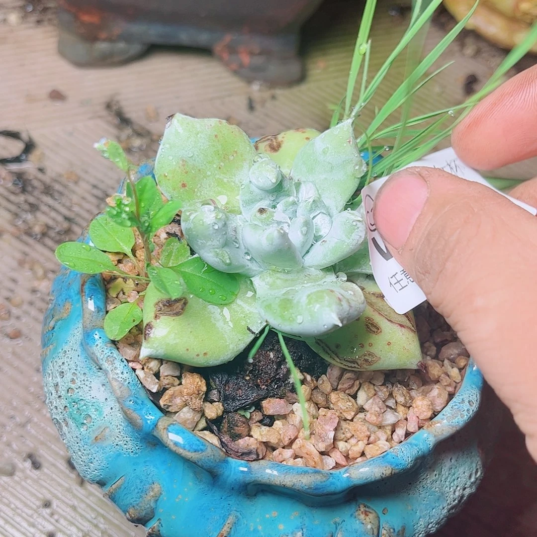 1081匍匐拇指多肉