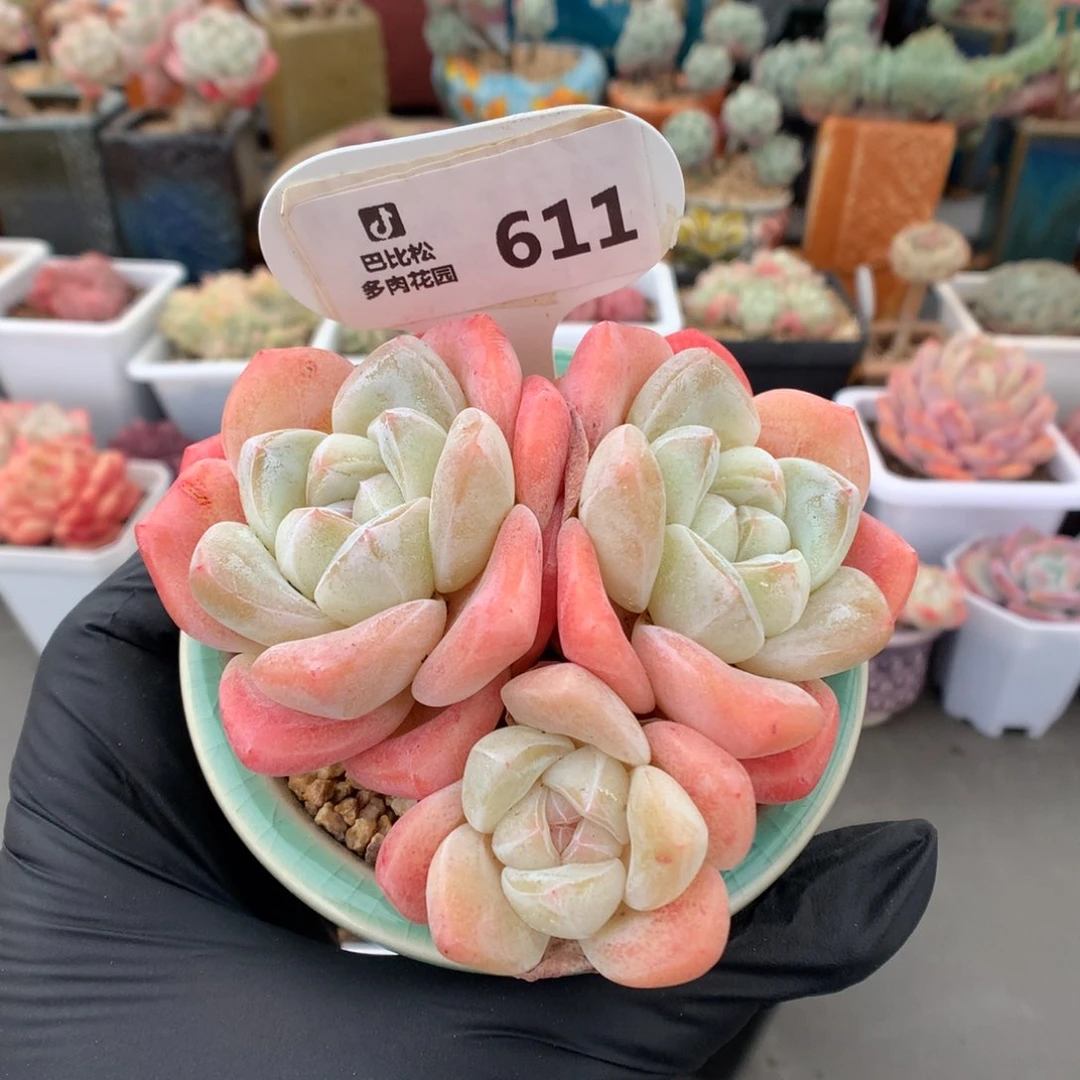 611 老桩粉冰玉多肉