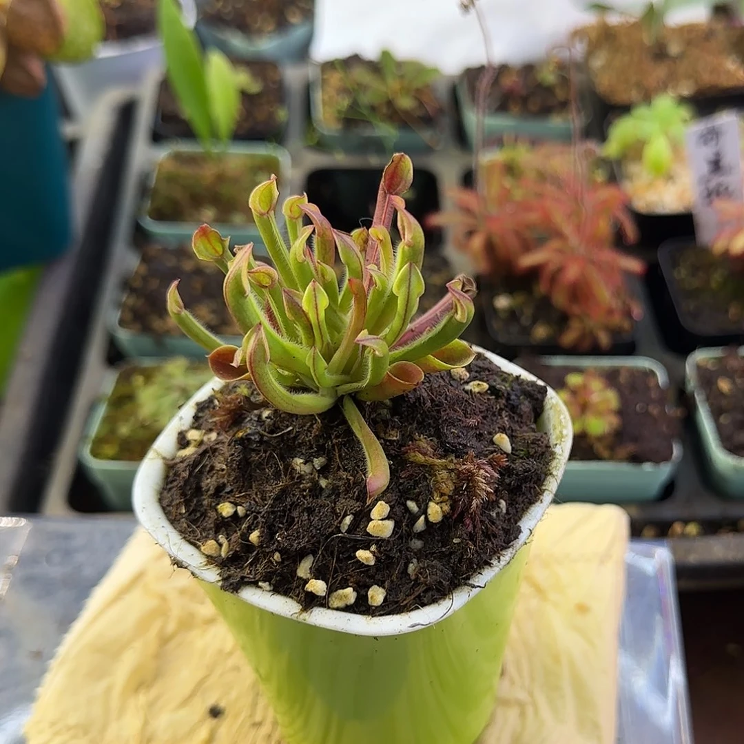 无花朵小太阳瓶子草