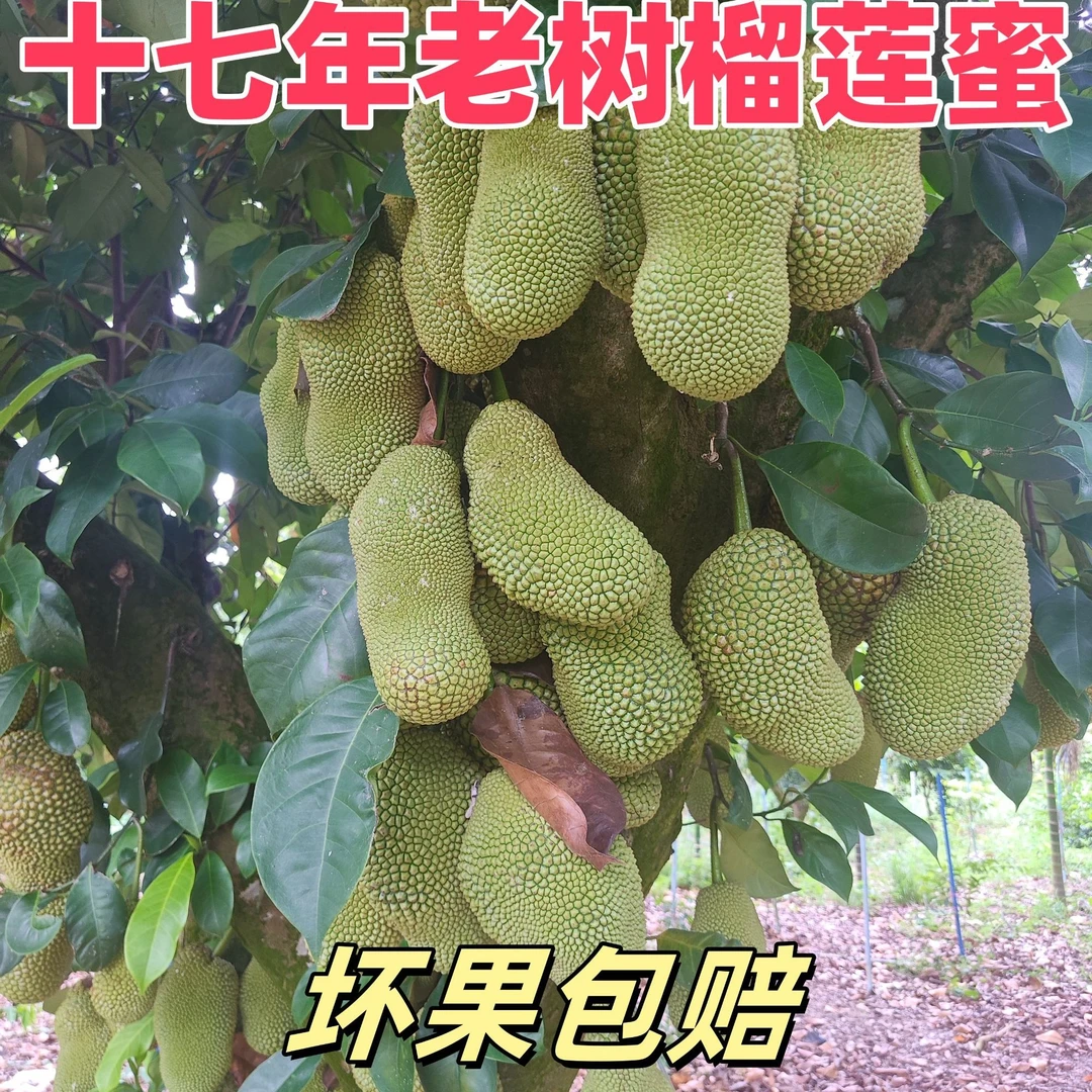 海南三亚黄肉干苞菠萝蜜新鲜美味香甜热带水果