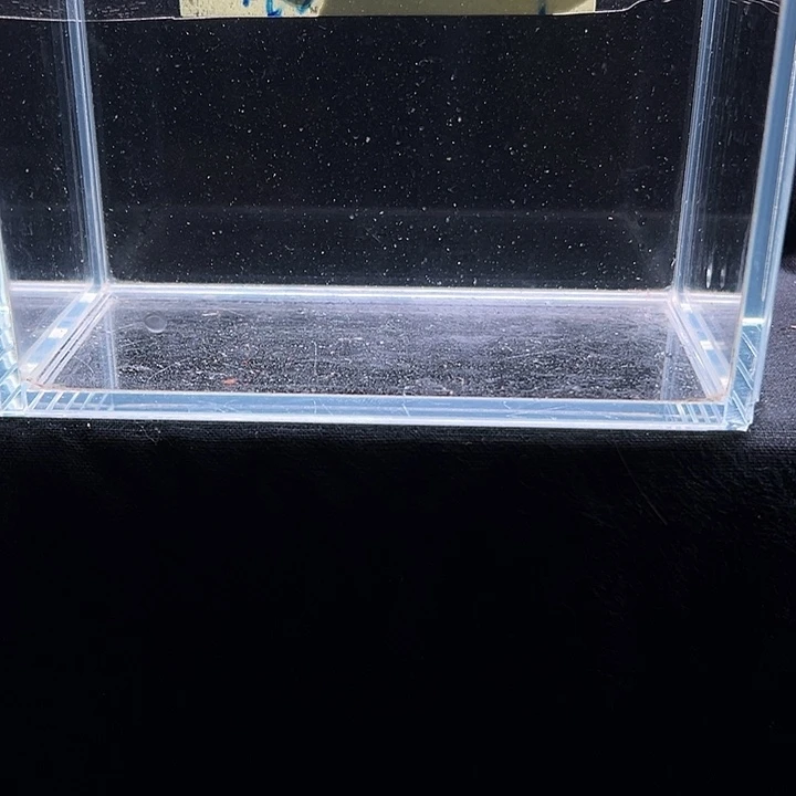 孔雀鱼白雪公主孔雀鱼