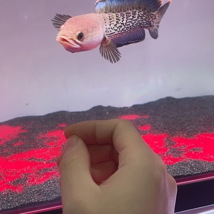 海水鱼雷龙鱼鬼王雷龙鱼