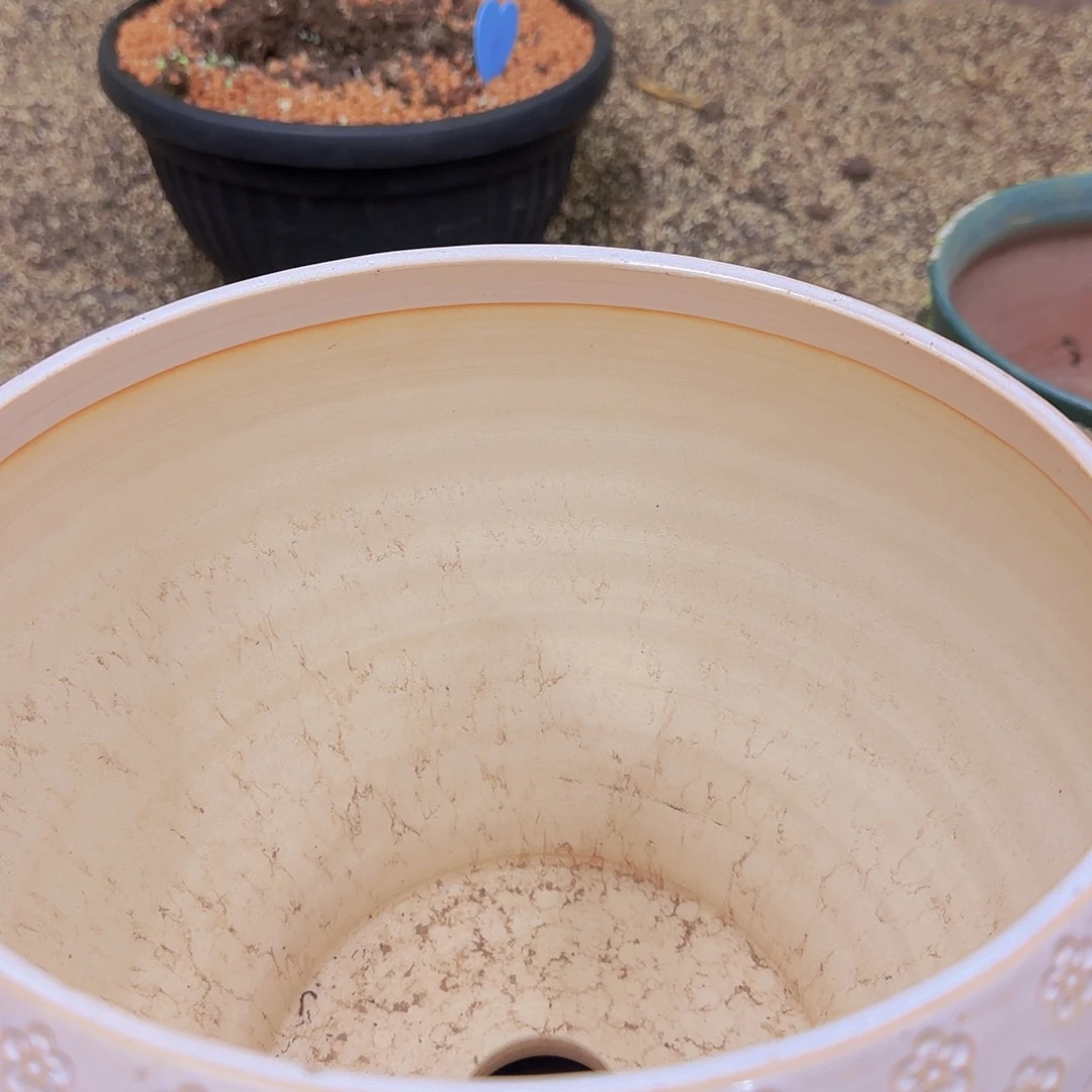 黑水晶缀化小树盆