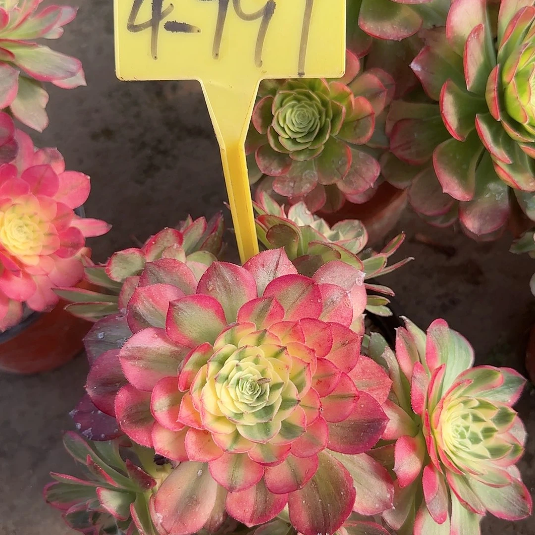 4-791---多头多肉植物