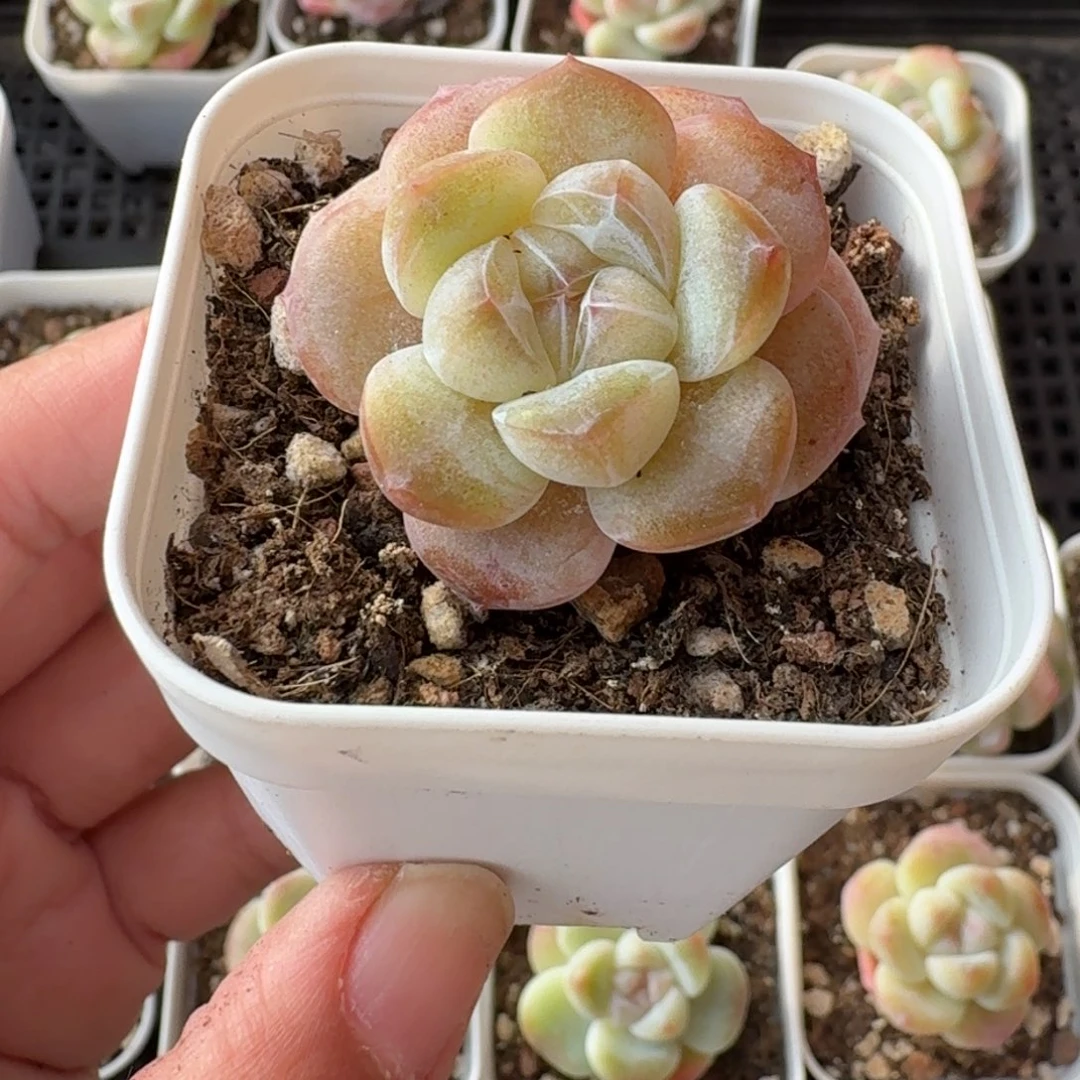 04号到手4颗，江北多肉