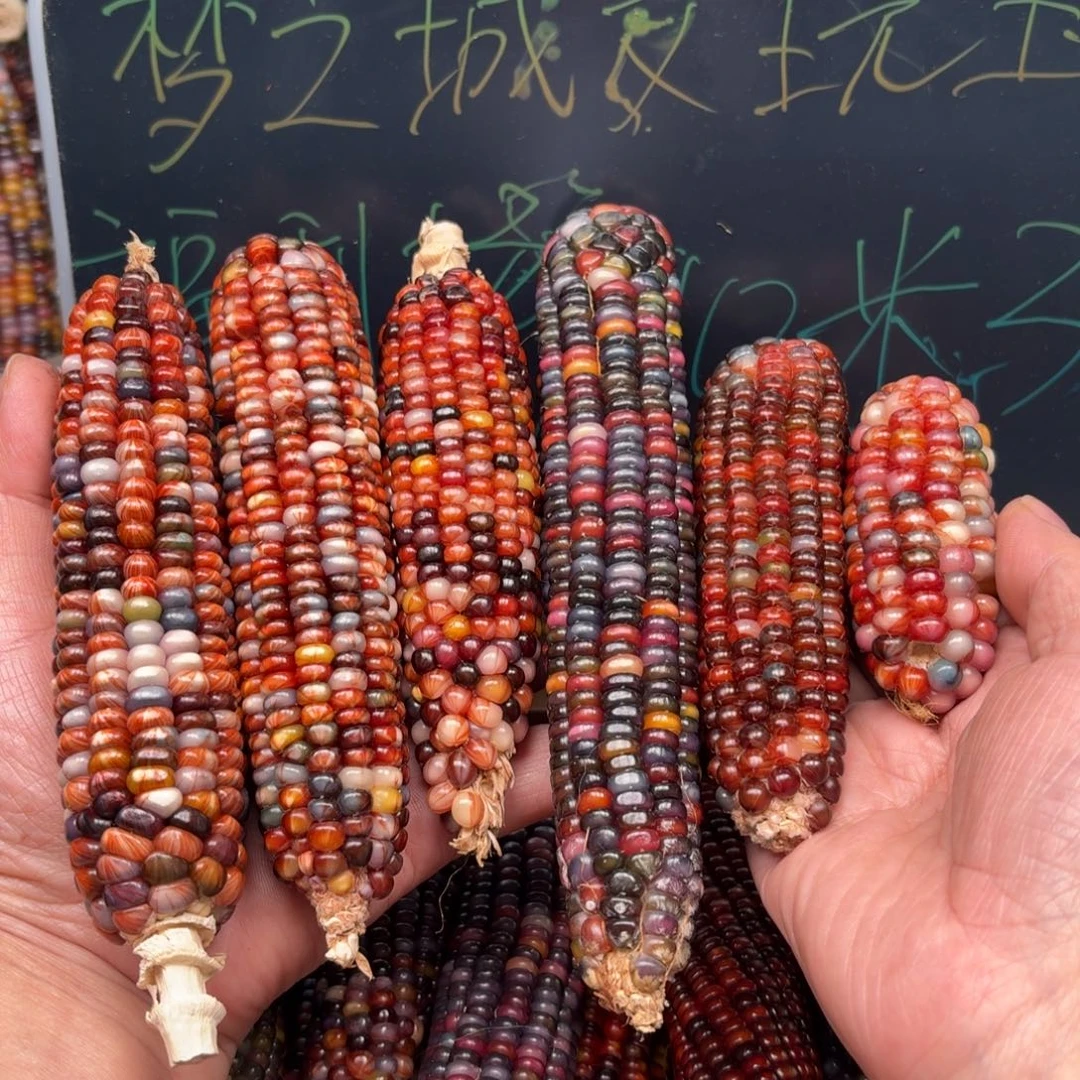 柏香籽/百香籽吊坠肥**米