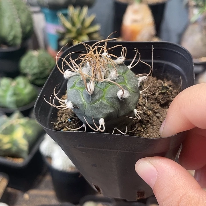 实生升云龙仙人球一颗