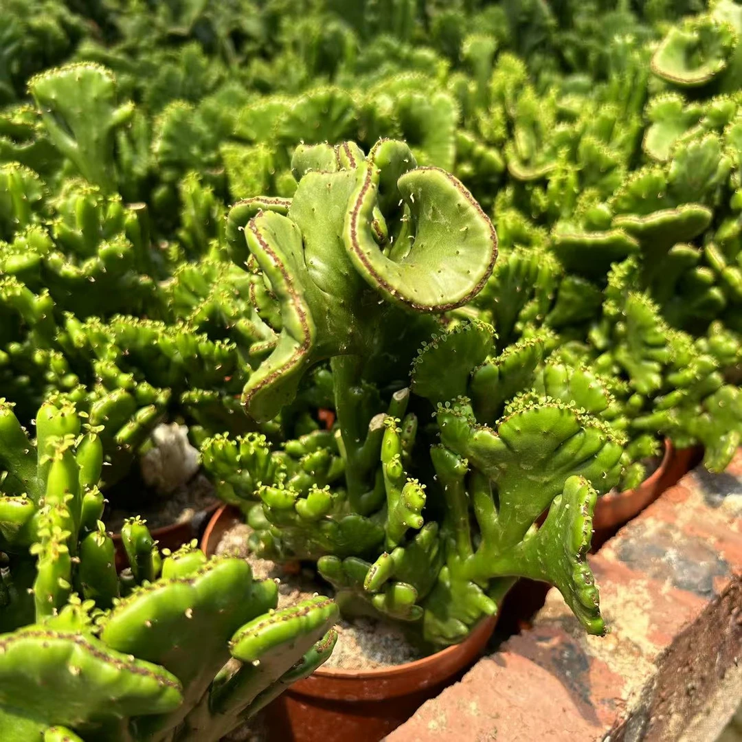 彭珊瑚 仙人球夏型种绿植盆栽桌面阳台办公室摆件