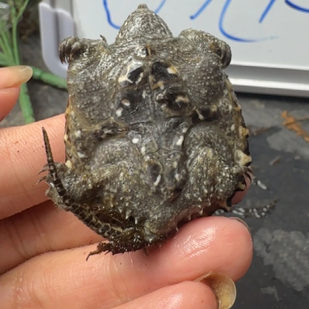 小鳄龟不分公母The