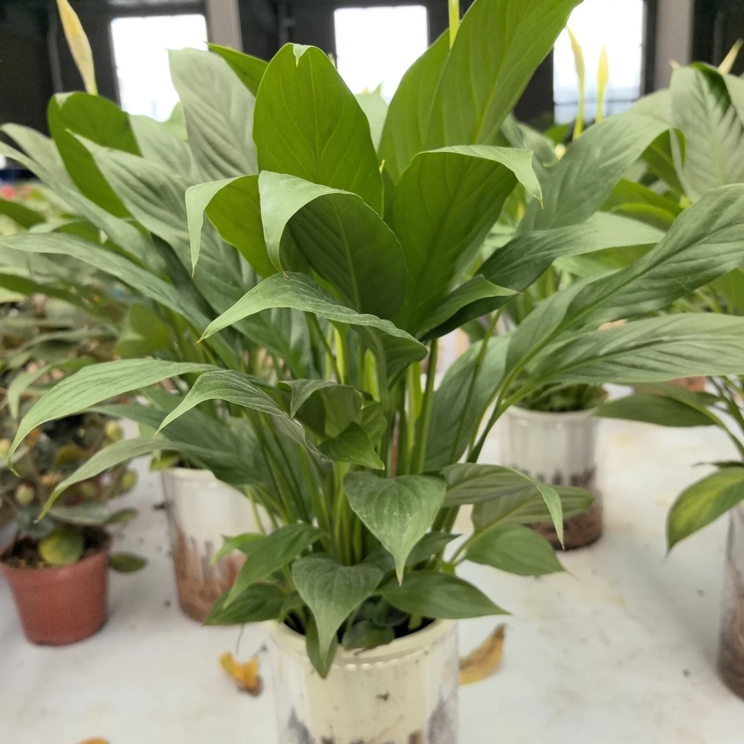 水培白掌盆栽一帆风顺室内净化观叶盆景（只发西藏）