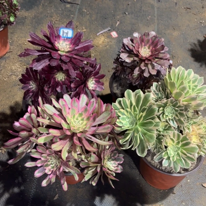 组合4颗1171一物一拍多肉