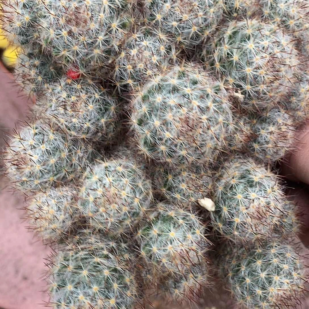 雅***致无花朵松霞仙人球仙人掌