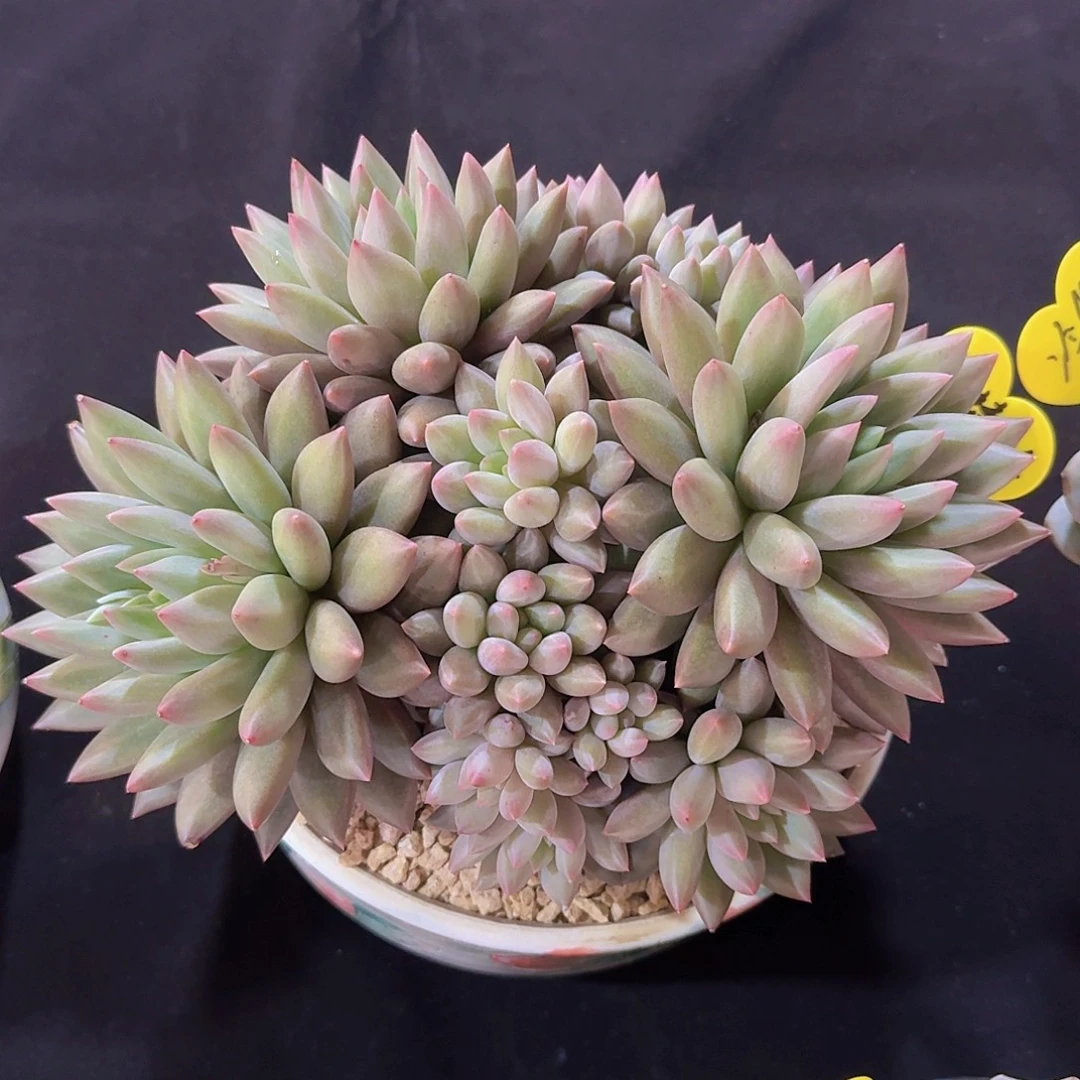 红蜻蜓多肉一物一拍