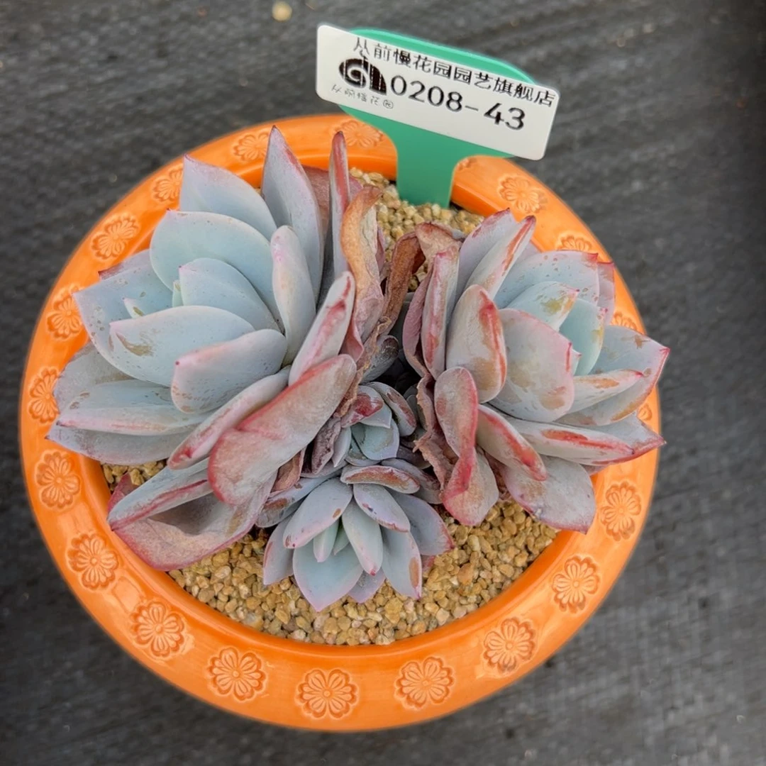 多肉一物一拍0208-43