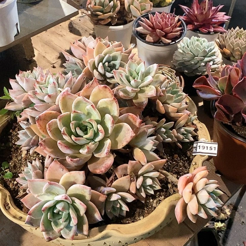 【闪购商品】夕*巨人19151