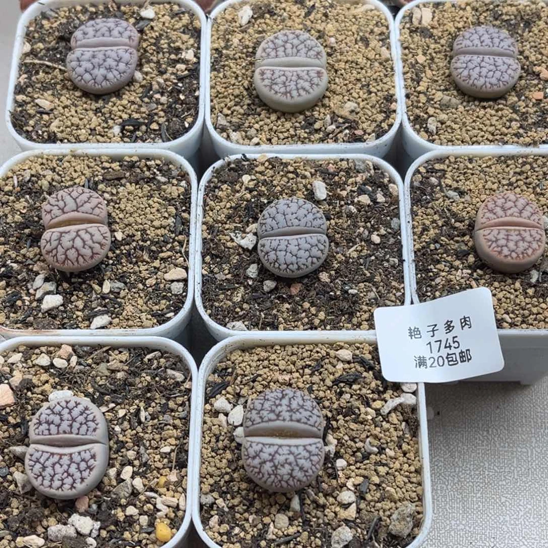 逛***琅1745号一起荒玉8颗