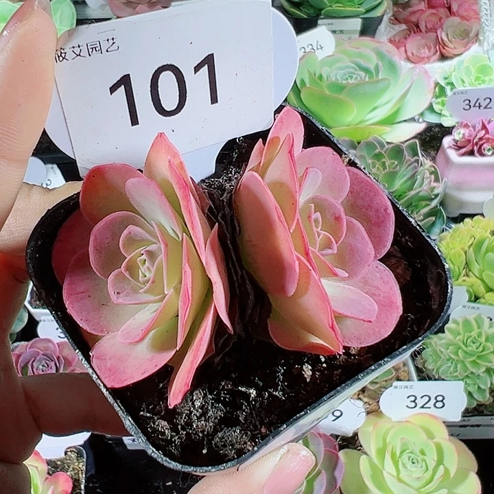 一****?101落霞双头。