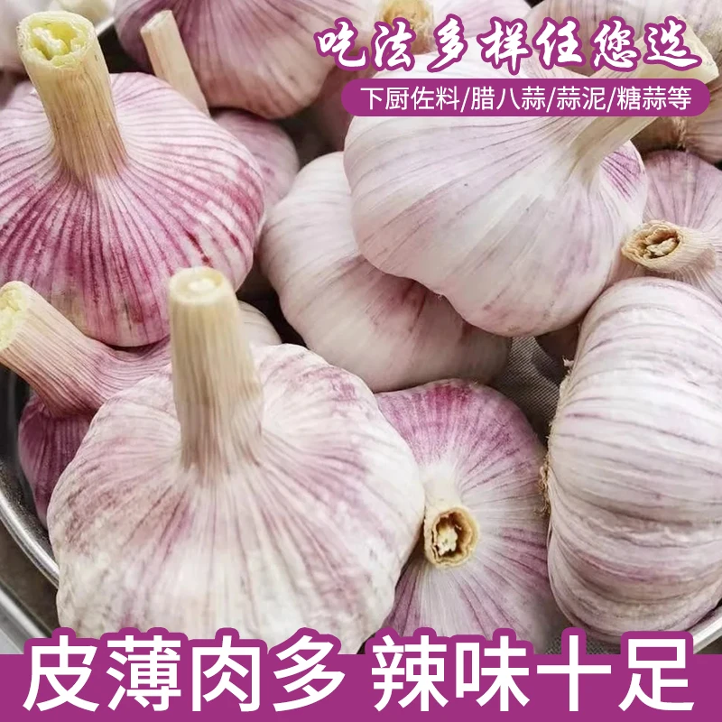 【新蒜】山东干大蒜 大蒜头 辛辣大蒜头 金乡大蒜 蒜香味十足