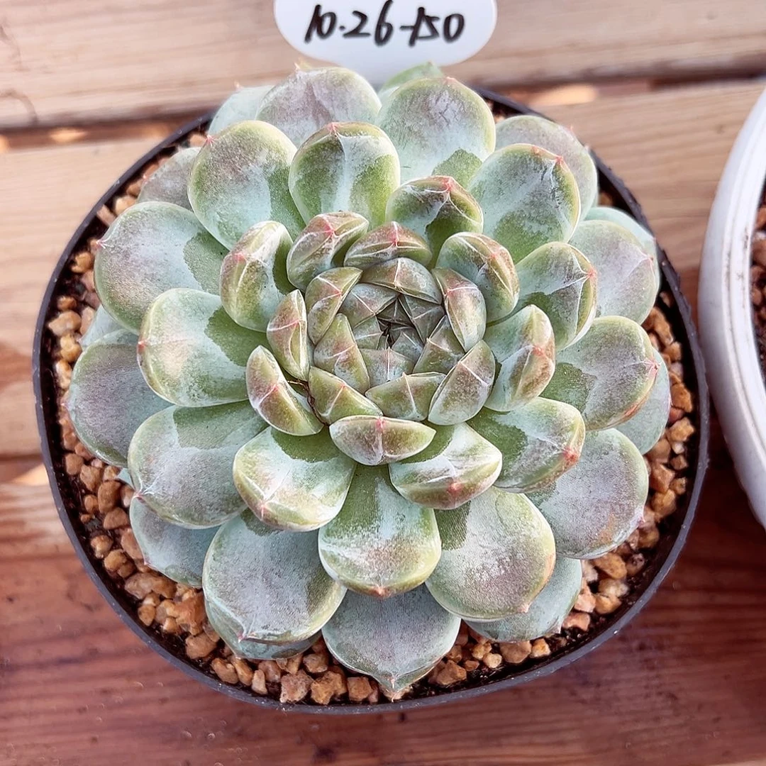 1026-150绝绝蜜家新品