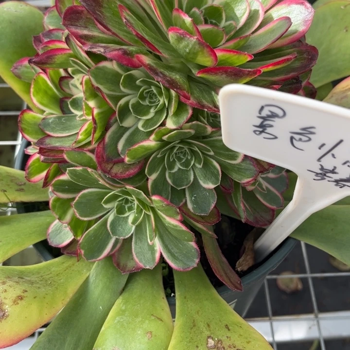 景***人景色怡人姐的桃花坞