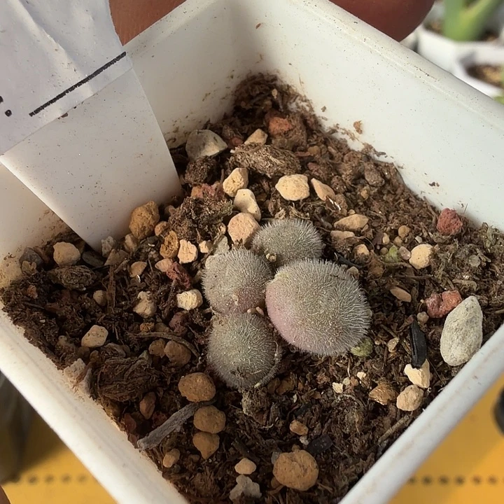 114。毛球满38包邮