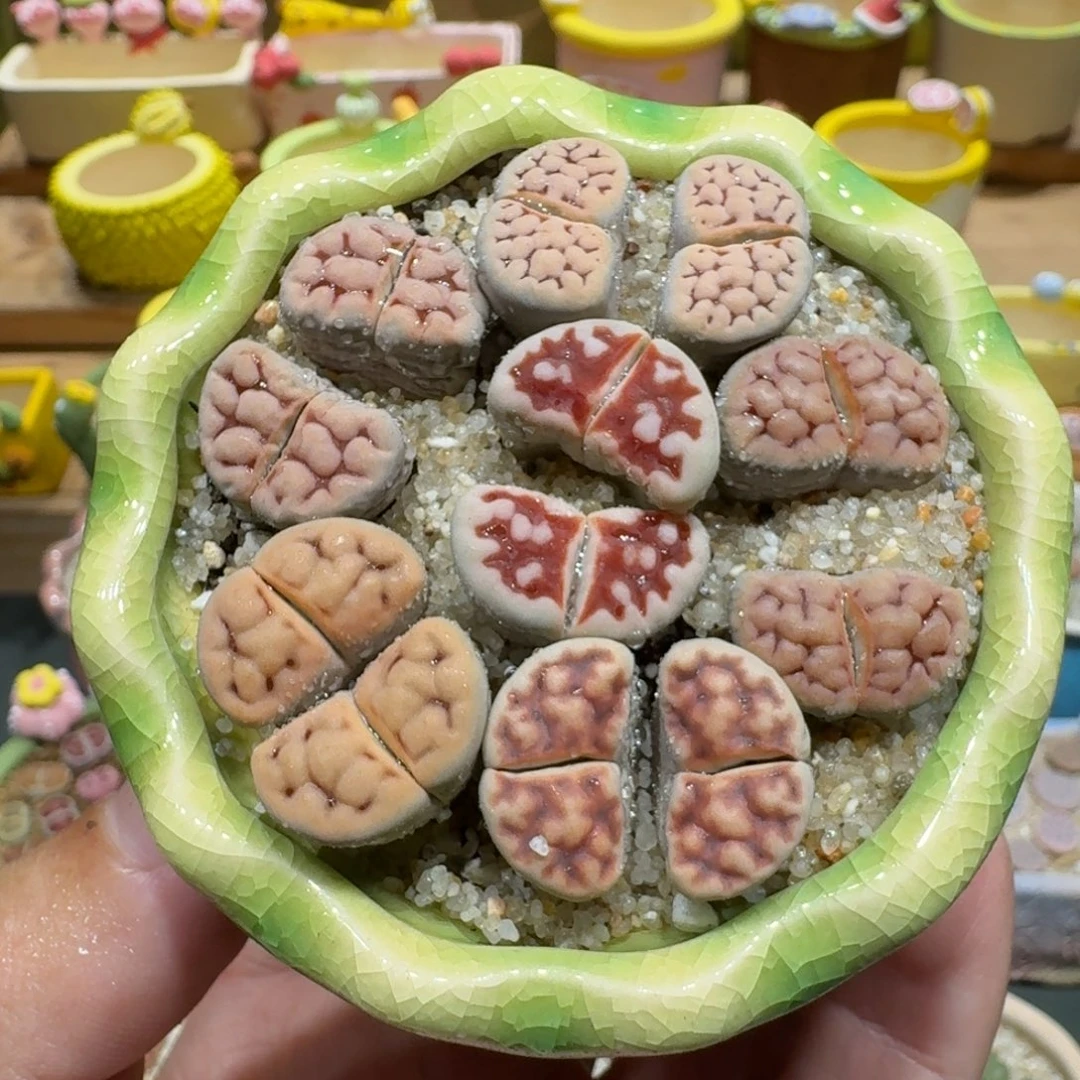 蘑菇1117花纹多肉植物
