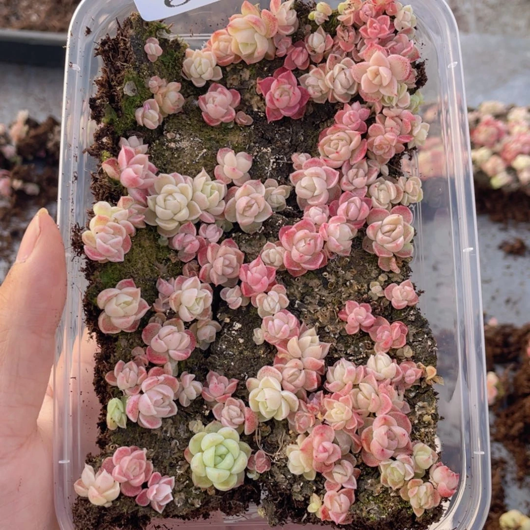 云糖心多肉植物654