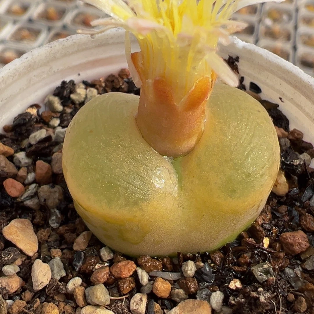 052多肉植物种类多样