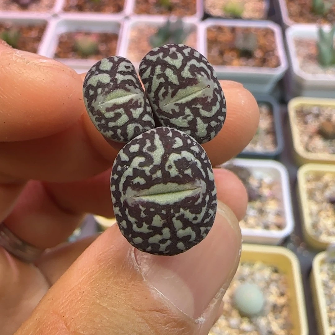 墨小锥三头多肉植物