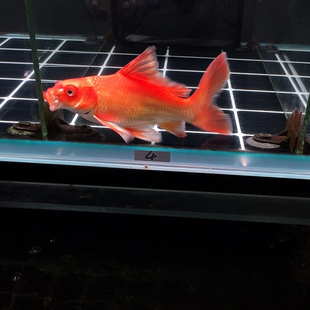 深***爷蝴蝶鲤4号红色蝴蝶鲤