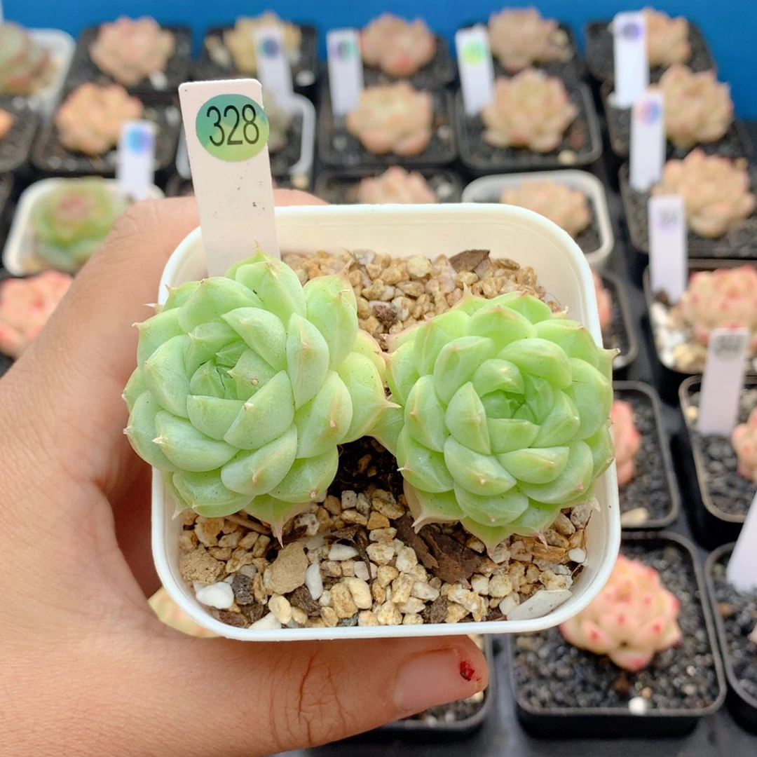 58包邮  群生不包整358