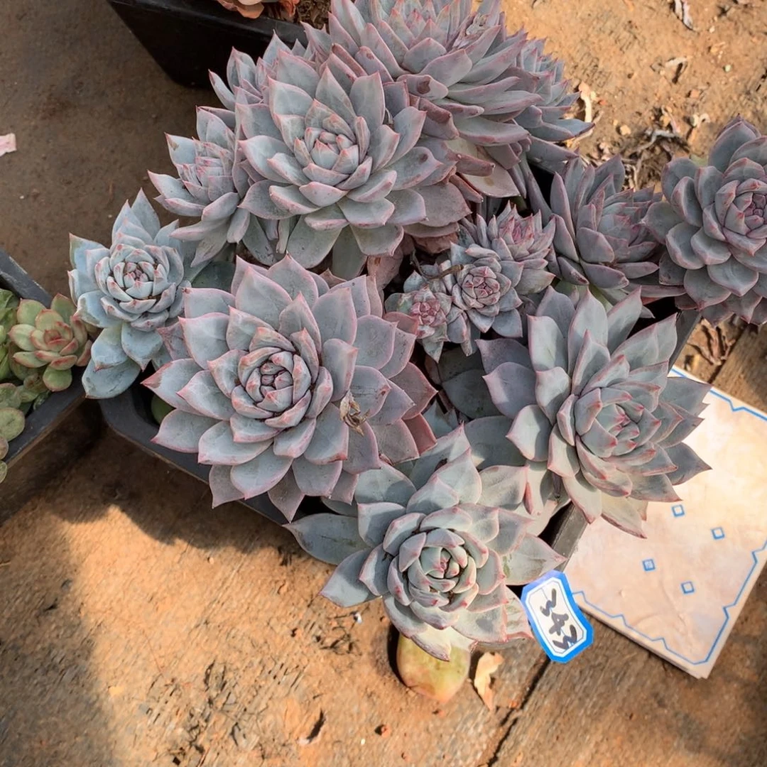 343蓝鸟 一物一拍多肉