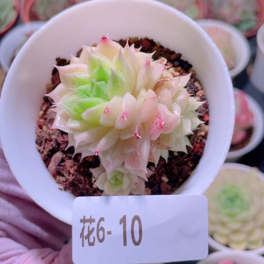 花利美6-10麦秆群