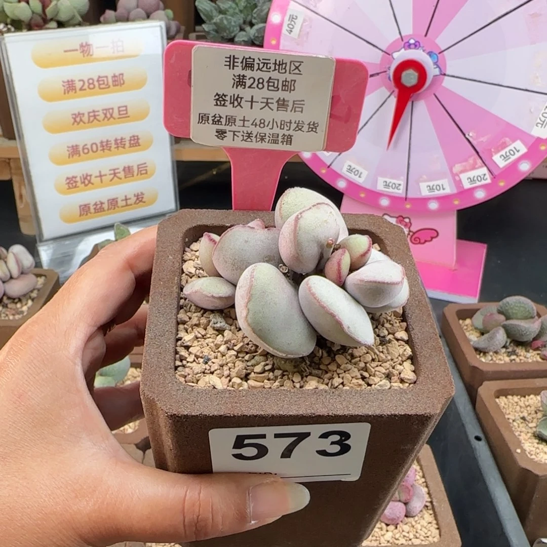 573白肌红蛋多肉植物