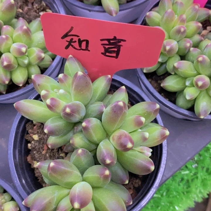 多肉植物开心多肉