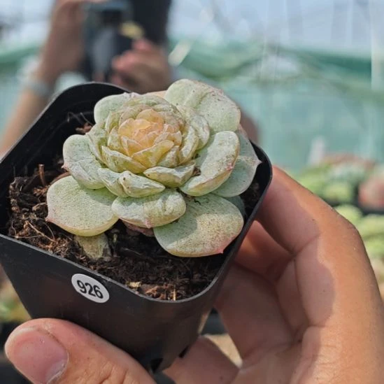 纯爱石化，一物一拍，926