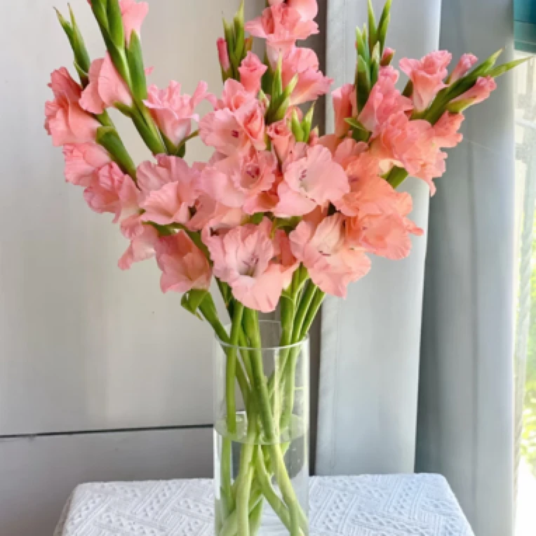 粉色剑兰节节高步步高升（5枝装）鲜花真花同城配送到家南马花园横店东阳