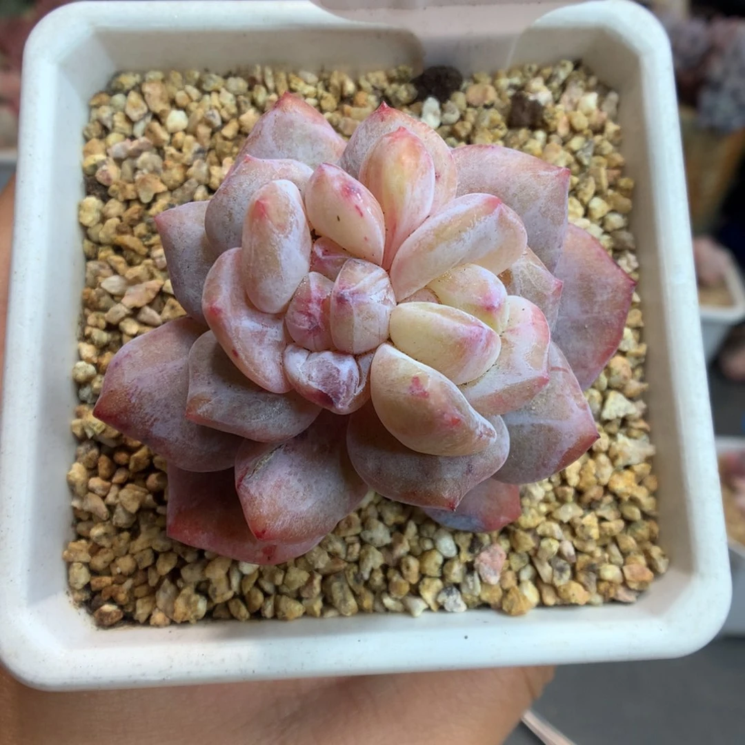 90梦露石化多肉植物