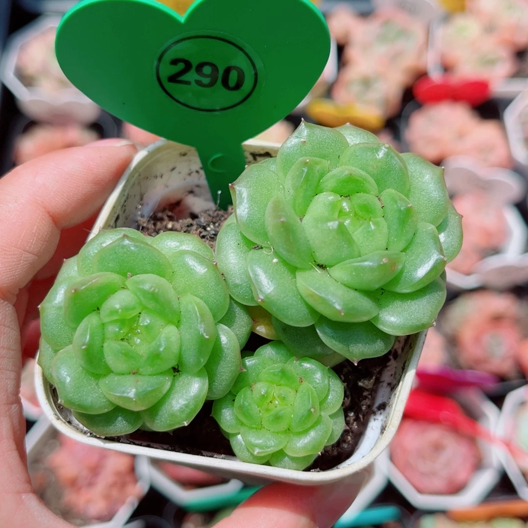 风靡园艺灯泡珍妮群
