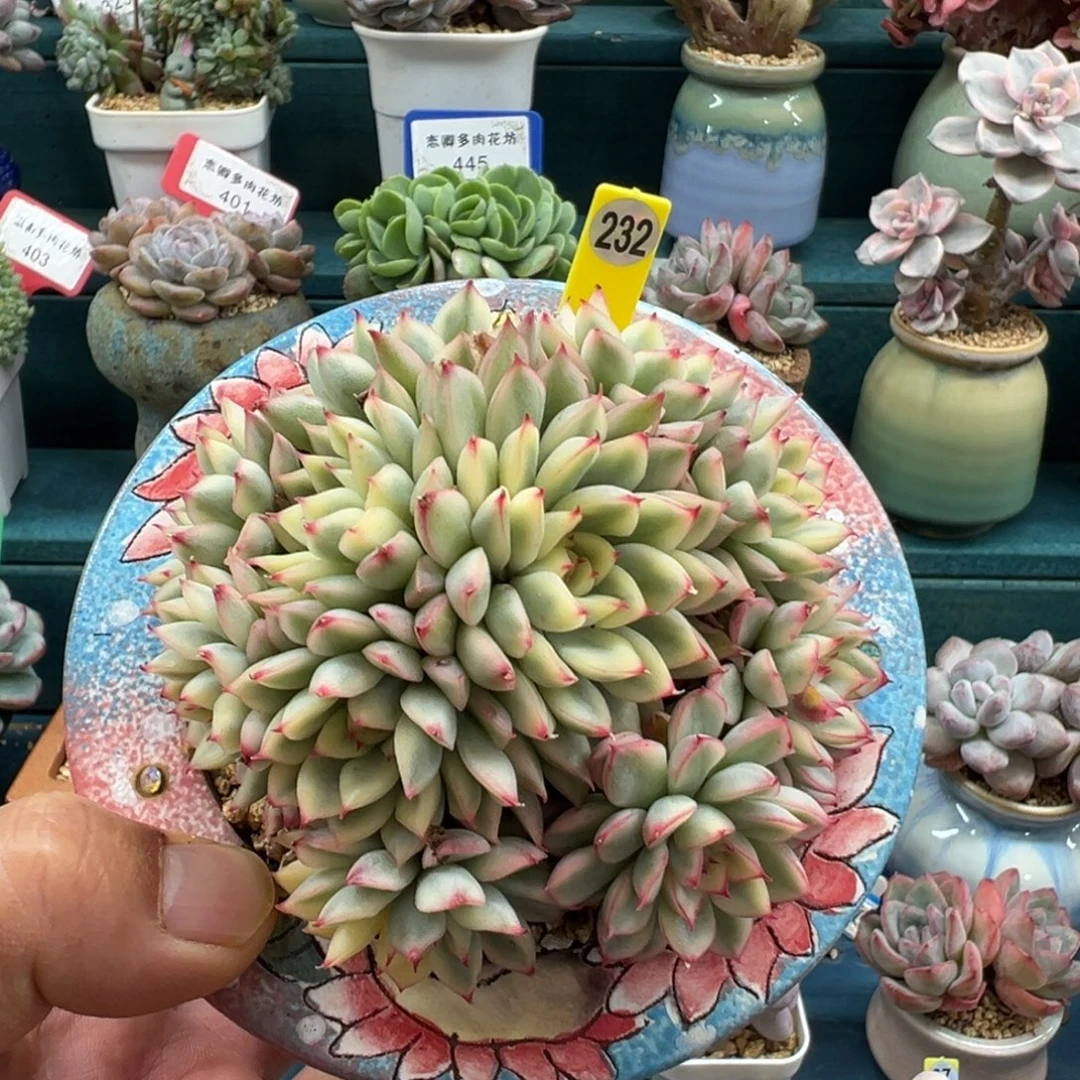 232号女雏锦老桩无砍